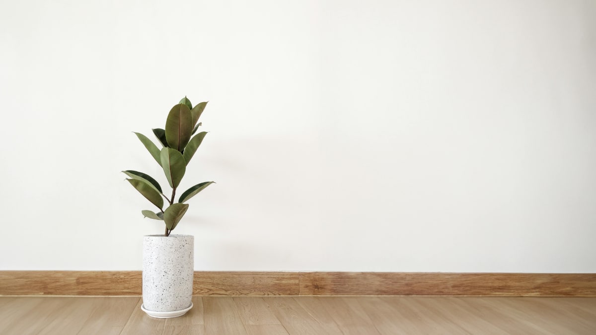 (Image Source: Canva)