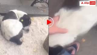 तीन साल बाद अचानक मालिक को मिला अपना खोया कुत्ता! वायरल वीडियो देख इंटरनेट ने बहाए आंसू