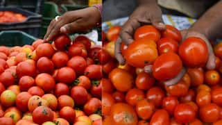TOMATO PRICE: ஒரு கிலோ தக்காளி இவ்வளவா.!! ஒரே நாளில் உச்சத்தை தொட்ட விலை- எப்போ தான் குறையும்.?