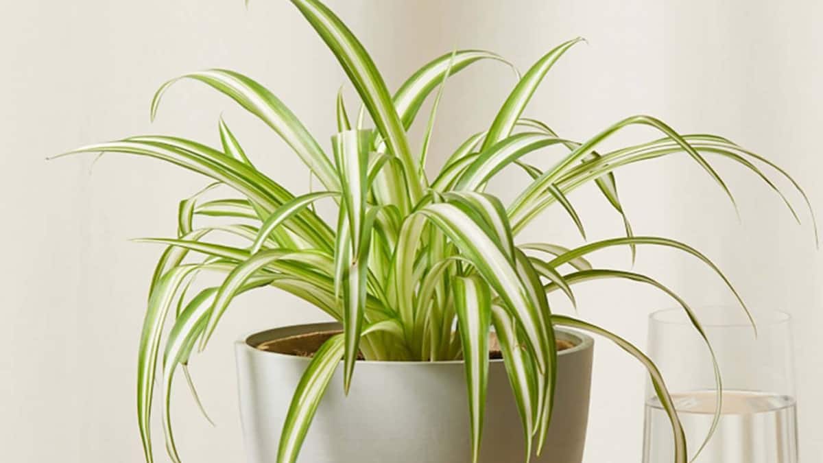 (Image Source: Pinterest/ bloomscape)