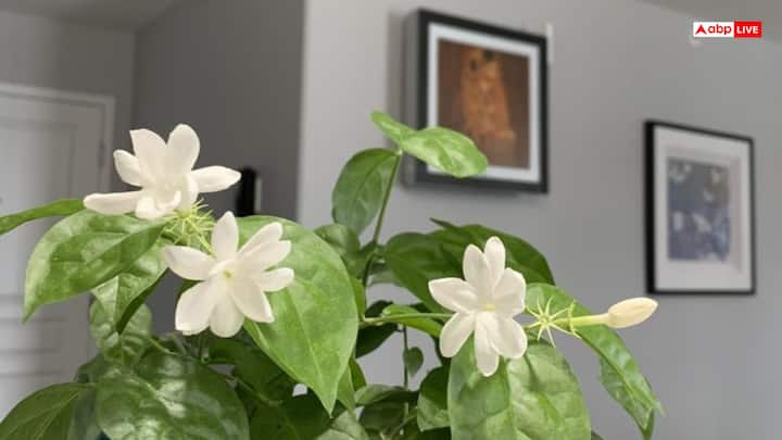 वस्तुशास्त्र के अनुसार मोगरे के पौधे को ऐसे स्थान पर रखें, जहां अंधेरा न रहता हो. खासतौर पर उस जगह की नियमित साफ-सफाई का भी ख्याल रखें. अगर मोगरे का पौधा सूख जाए, तो उसे घर से तुरंत हटा दें. क्योंकि इस तरह के पौधे घर में सकारात्मकता की जगह नकारात्मकता फैला सकता है.