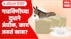 Donkey soap : गाढविणीच्या दुधाने अंघोळ, काय असतं खास? Special Report