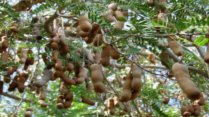 શાસ્ત્રોમાં આમલીના ઝાડનો પડછાયો પણ અશુભ માનવામાં આવેલો છે. તેથી, સૂર્યાસ્ત પછી આમલીના ઝાડની નજીક જવાની કે બેસવાની પણ મનાઈ ફરમાવે છે. એવું માનવામાં આવે છે કે જે ઘરોમાં આ વૃક્ષનો પડછાયો પડે છે અથવા જ્યાં આમલીનું ઝાડ વાવવામાં આવે છે ત્યાં આળસ, બીમારી અને માનસિક તણાવ વધે છે.