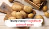 Healthy Potato for Diabetics : डिप्लॉइड बियांद्वारे मधुमेहींसाठी आरोगदायी बटाटा आता बाजारात उपलब्ध!