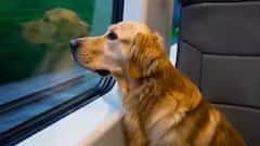 Pet Friendly Travel : પાલતુ પ્રાણીઓ સાથે ટ્રેનમાં મુસાફરી કરવી હવે સરળ છે, મહત્વપૂર્ણ નિયમો જાણો!