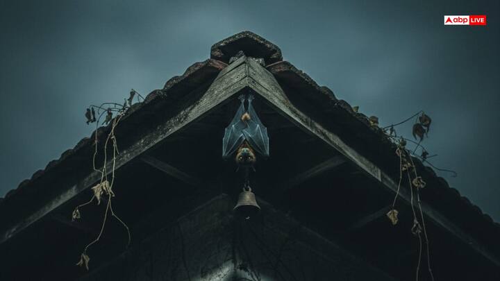 कई पक्षियों का घर में घोंसला बनना अशुभ भी माना गया है. चमगादड़ अगर घर में आ जाए या छत पर लटकने लगे, तो इसे नकारात्मक संकेत माना जाता है. यह अनहोनी की तरफ संकेत करता है.