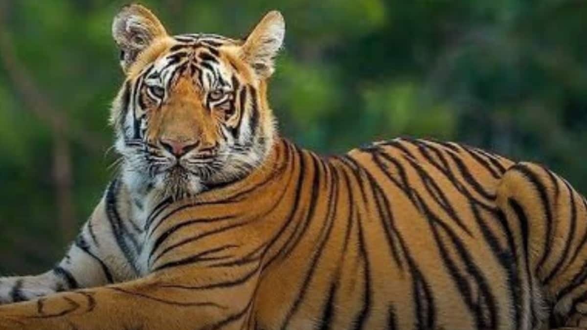 (Image Source: x/ assamtribuneoff)