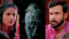 बिबट्याची दहशत आता मालिकेतही! 'येड लागलं प्रेमाचं’मध्ये बिबट्याची एन्ट्री, मेहेंदी समारंभात राया-मंजिरीसमोर नवं संकट