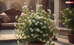 ਘਰ ਦੇ ਕਲੇਸ਼ ਤੋਂ ਪਾਉਣਾ ਚਾਹੁੰਦੇ ਛੁਟਕਾਰਾ? ਤਾਂ ਇਸ ਦਿਸ਼ਾ 'ਚ ਲਾਓ ਮੋਗਰੇ ਦਾ ਪੌਦਾ