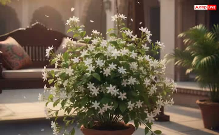 ਵਾਸਤੂ ਸ਼ਾਸਤਰ ਦੇ ਅਨੁਸਾਰ ਘਰ ਵਿੱਚ ਕੁਝ ਖਾਸ ਪੌਦੇ ਲਗਾਉਣਾ ਬਹੁਤ ਸ਼ੁਭ ਮੰਨਿਆ ਜਾਂਦਾ ਹੈ। ਇਹ ਮੰਨਿਆ ਜਾਂਦਾ ਹੈ ਕਿ ਅਜਿਹਾ ਕਰਨ ਨਾਲ ਘਰ ਵਿੱਚ ਸਕਾਰਾਤਮਕਤਾ ਆਉਂਦੀ ਹੈ। ਇਹਨਾਂ ਵਿੱਚੋਂ, ਮੋਗਰੇ ਦਾ ਪੌਦਾ ਖੁਸ਼ੀ ਅਤੇ ਖੁਸ਼ਹਾਲੀ ਦਾ ਇੱਕ ਅਜਿਹਾ ਸਰੋਤ ਹੈ ਅਤੇ ਇੱਕ ਸੁਹਾਵਣਾ ਪਰਿਵਾਰਕ ਮਾਹੌਲ ਬਣਾਈ ਰੱਖਦਾ ਹੈ।