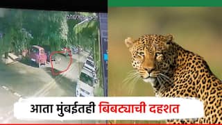 गावखेडी सोडा, आता मुंबईतही बिबट्याची दहशत; गोरेगाव पूर्व भागात रात्रीचा संचार, कॅमेऱ्यात कैद