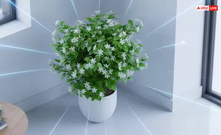 ਮੋਗਰਾ ਇੱਕ ਅਜਿਹਾ ਪੌਦਾ ਹੈ ਜਿਸ ਦੇ ਫੁੱਲਾਂ ਵਿੱਚ ਖੁਸ਼ਬੂ ਹੁੰਦੀ ਹੈ ਜੋ ਮਨ ਨੂੰ ਸ਼ਾਂਤ ਕਰਦੀ ਹੈ। ਵਾਸਤੂ ਦੇ ਅਨੁਸਾਰ, ਜੇਕਰ ਤੁਸੀਂ ਮੋਗਰੇ ਨੂੰ ਸਹੀ ਦਿਸ਼ਾ ਵਿੱਚ ਲਗਾਉਂਦੇ ਹੋ, ਤਾਂ ਇਸਦੀ ਖੁਸ਼ਬੂ ਨਕਾਰਾਤਮਕਤਾ ਨੂੰ ਦੂਰ ਕਰਦੀ ਹੈ ਅਤੇ ਤੁਹਾਡੇ ਘਰ ਵਿੱਚ ਇੱਕ ਰੌਸ਼ਨੀ ਅਤੇ ਸਕਾਰਾਤਮਕ ਮਾਹੌਲ ਬਣਾਉਂਦੀ ਹੈ। ਵਾਸਤੂ ਅਤੇ ਜੋਤਿਸ਼ ਦੋਵੇਂ ਮੋਗਰੇ ਨੂੰ ਇੱਕ ਅਜਿਹਾ ਪੌਦਾ ਮੰਨਦੇ ਹਨ ਜੋ ਚੰਗੀ ਕਿਸਮਤ ਲਿਆਉਂਦਾ ਹੈ।