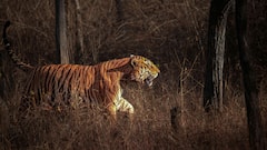 Roar And Explore: India’s Top Winter Wildlife Destinations For Tiger Sighting