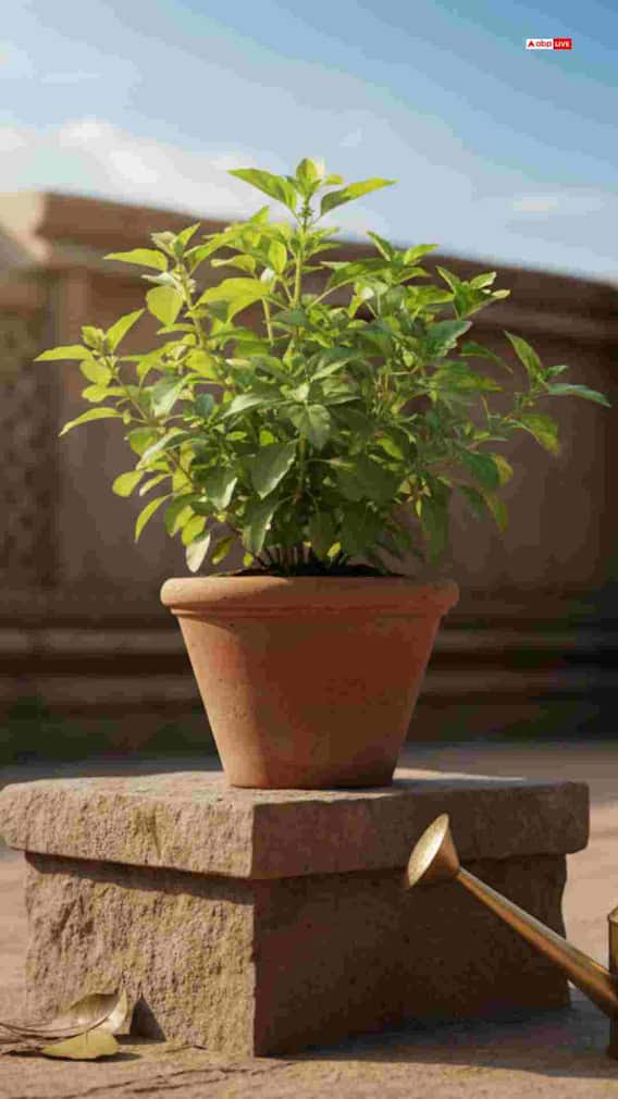 रविवार तुळशीला पाणी घालणे का वर्ज्य आहे?