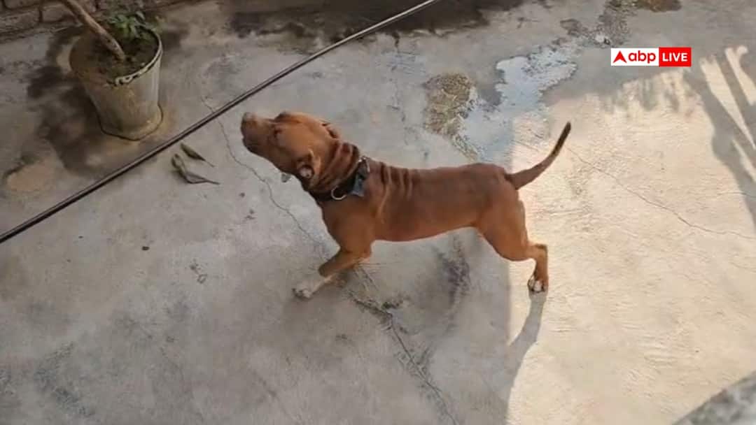 தெரு நாய் அச்சுறுத்தல்: பள்ளிகளில் பாதுகாப்பு நடவடிக்கைகள்! தலைமை ஆசிரியர்களுக்கு முக்கிய அறிவுறுத்தல்!