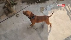 दिल्ली में पालतू पिटबुल ने बच्चे पर किया हमला, बुरी तरह से जख्मी मासूम अस्पताल में भर्ती