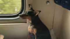 Pet Friendly Travel : પાલતુ પ્રાણીઓ સાથે ટ્રેનમાં મુસાફરી કરવી હવે સરળ છે, મહત્વપૂર્ણ નિયમો જાણો!