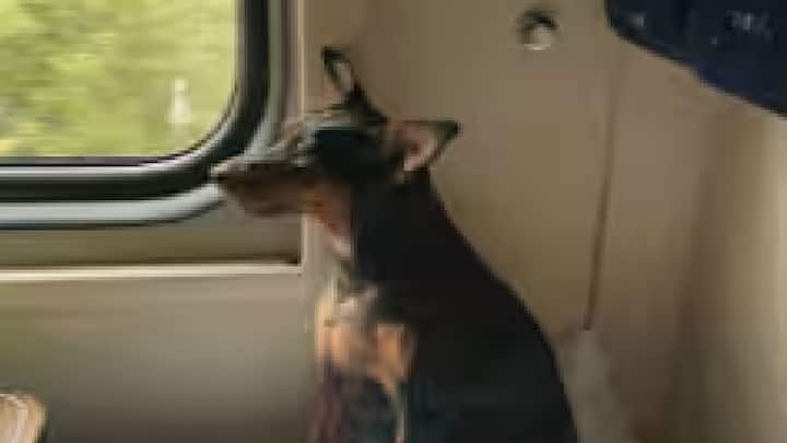 કૂતરાઓને મુખ્યત્વે ફર્સ્ટ એસી અથવા ફર્સ્ટ ક્લાસમાં લઈ જઈ શકાય છે અને આ માટે સંપૂર્ણ કેબિન અગાઉથી બુક કરાવવી આવશ્યક છે. અન્ય મુસાફરોને અસુવિધા ટાળવા અને સ્વચ્છતા અને સલામતી જાળવવા માટે આ નિયમો લાગુ કરવામાં આવ્યા છે.