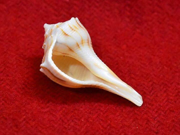 Keeping Dakshinavarti conch in the house on the day of Vivah Panchami is considered very auspicious. It destroys the negative energy of the house and transmits positive energy.