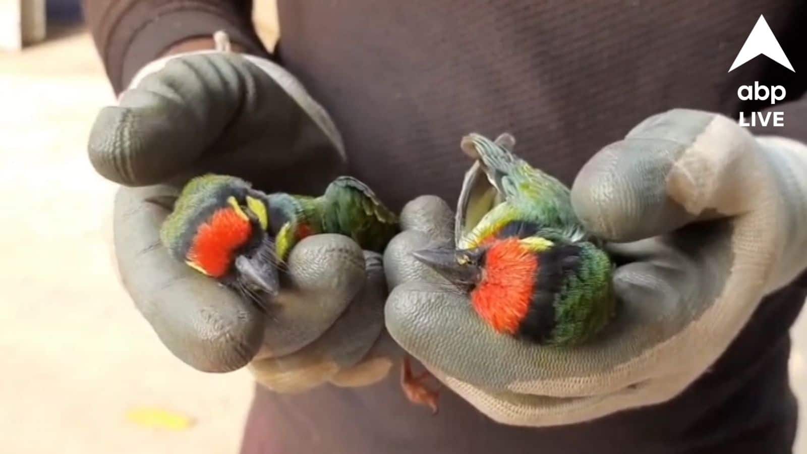 West Bengal: ছড়িয়ে ছিটিয়ে পরিযায়ী পাখিদের মৃতদেহ! চাঞ্চল্য বেলদায়, বিষপ্রয়োগ? তদন্ত করে দেখছে বন দফতর