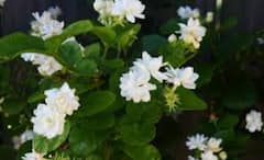 ਘਰ ਦੇ ਕਲੇਸ਼ ਤੋਂ ਪਾਉਣਾ ਚਾਹੁੰਦੇ ਛੁਟਕਾਰਾ? ਤਾਂ ਇਸ ਦਿਸ਼ਾ 'ਚ ਲਾਓ ਮੋਗਰੇ ਦਾ ਪੌਦਾ