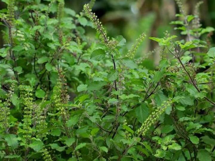 विवाह पंचमी के दिन रामा तुलसी का पौधा घर लाना बहुत शुभ फलदायी होता है. तुलसी माता लक्ष्मी का स्वरूप मानी गई हैं और सीता माता भी लक्ष्मी स्वरूपा हैं. रामा तुलसी के घर में होने से सकारात्मक ऊर्जा, शांति और समृद्धि आती है.