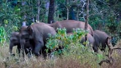 झारखंड के गिरिडीह में हाथियों का कहर, 3 लोगों को कुचला, 2 की मौके पर मौत