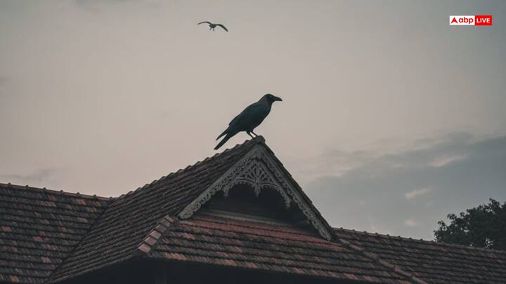 हिंदू धर्म शास्त्रों में कौआ को पितरों का दूत माना जाता है लेकिन घर में उसका बार-बार घोंसला बनाना शुभ नहीं माना जाता है. यह भी अशुभ संकेत होता है. वहीं चील और गिद्ध का घर की छत पर दिखाई देना ही दुर्लभ है. अगर गलती से भी वह घर पर बैठ भी जाए तो यह अनहोनी का सीधा संकेत होता है.