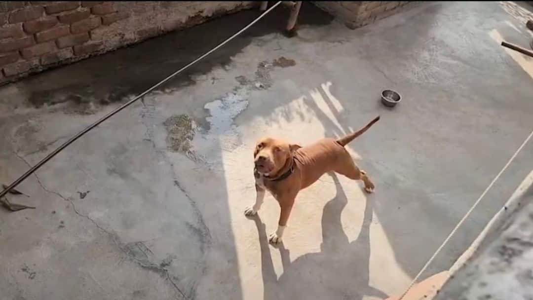 Delhi Pitbull Attack:6-Year-Old Mauled, Right Ear Bitten Off; Dog Owner Arrested