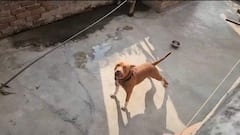 Delhi Pitbull Attack:6-Year-Old Mauled, Right Ear Bitten Off; Dog Owner Arrested