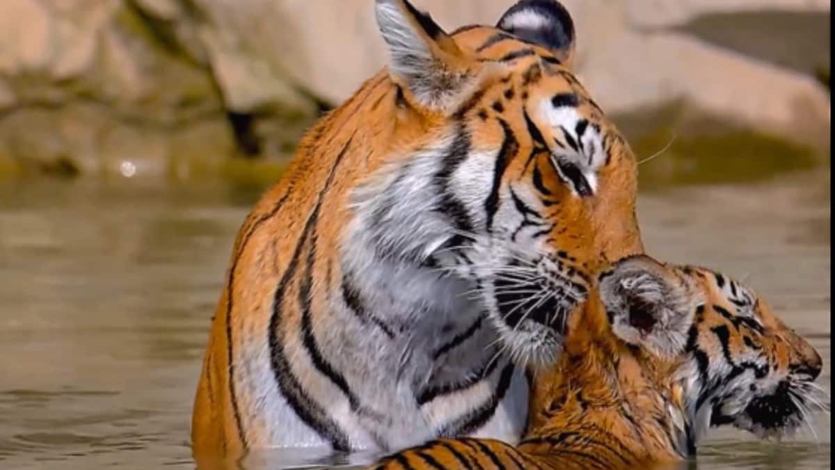 (Image Source: x/ keralataxis)