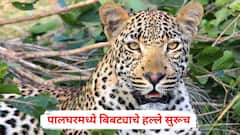 शेकोटी पेटवण्यासाठी घराबाहेर आला, त्याच क्षणी बिबट्याची 9 वर्षीय संकेतवर झडप, घरच्यांनी आरडाओरडा केला अन्...;  पालघरमध्ये बिबट्याचे हल्ले सुरूच