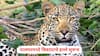 Palghar Leopard Attack: शेकोटी पेटवण्यासाठी घराबाहेर आला, त्याच क्षणी बिबट्याची 9 वर्षीय संकेतवर झडप, घरच्यांनी आरडाओरडा केला अन्...;  पालघरमध्ये बिबट्याचे हल्ले सुरूच