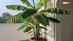 घर में केले का पौधा किस दिशा में लगना शुभ, जानें क्या कहता है वास्तु शास्त्र!