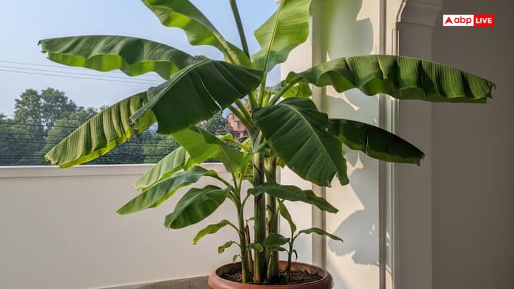 Vastu Tips: केले के पौधे की पूजा करने से भगवान विष्णु प्रसन्न होते हैं. मान्यता है कि केले के पेड़ में भगवान विष्णु का वास होता है. ऐसे में वास्तु से जानें केले का पौधा किस दिशा में लगाना शुभ है.