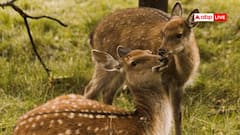 सोने से भी कई गुना महंगी क्यों बिकती है कस्तूरी, आखिर कैसी होती है यह?