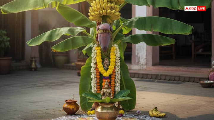 ज्योतिष में केले के पौधे का काफी महत्व है क्योंकि यह भगवान विष्णु और गुरु बृहस्पति से संबंधित है. यह सौभाग्य, समृद्धि और शुभता का प्रतीक है. केले के पौधे की पूजा, केले के फल और पत्ते का उपयोग धार्मिक और मांगलिक कार्यों में किया जाता है.