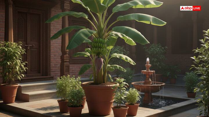 घर में केले का पौधा लगाने के लिए उत्तर-पूर्व (ईशान कोण) सबसे शुभ दिशा है, यह दिशा सबसे पवित्र और ऊर्जावान मानी जाती है. इस दिशा में केले का पौधा लगाने से घर में सुख-समृद्धि आती है और पारिवारिक जीवन खुशहाल रहता है.