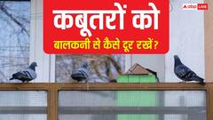 घर की बालकनी में कबूतर कर रहे हैं परेशान, जाल लगाने के अलावा ये भी हैं ऑप्शन