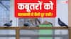 घर की बालकनी में कबूतर कर रहे हैं परेशान, जाल लगाने के अलावा ये भी हैं ऑप्शन