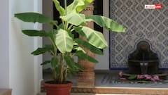 घर में केले का पौधा किस दिशा में लगना शुभ, जानें क्या कहता है वास्तु शास्त्र!