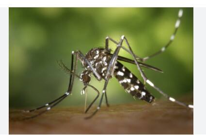 ਜ਼ਿਲ੍ਹਾ ਸਿਹਤ ਵਿਭਾਗ ਦੇ ਐਸਐਮਓ ਡਾ. ਉਮੇਸ਼ ਗੁਪਤਾ ਨੇ ਕਿਹਾ ਕਿ ਚਿਕਨਗੁਨੀਆ ਅਤੇ ਡੇਂਗੂ ਨੂੰ ਰੋਕਣ ਦਾ ਸਭ ਤੋਂ ਪ੍ਰਭਾਵਸ਼ਾਲੀ ਤਰੀਕਾ ਫੌਗਿੰਗ, ਲਾਰਵੇ ਨੂੰ ਨਸ਼ਟ ਕਰਨਾ ਅਤੇ ਸਫਾਈ ਵਧਾਉਣਾ ਹੈ। ਉਨ੍ਹਾਂ ਅੱਗੇ ਕਿਹਾ ਕਿ ਨਾ ਸਿਰਫ਼ ਸਰਕਾਰ, ਸਗੋਂ ਸਮਾਜਿਕ ਸੰਗਠਨਾਂ ਅਤੇ ਨਿੱਜੀ ਹਸਪਤਾਲਾਂ ਨੂੰ ਵੀ ਅੱਗੇ ਆਉਣਾ ਚਾਹੀਦਾ ਹੈ। ਡਾਕਟਰੀ ਮਾਹਿਰਾਂ ਦਾ ਕਹਿਣਾ ਹੈ ਕਿ ਚਿਕਨਗੁਨੀਆ ਨਾ ਸਿਰਫ਼ ਬੁਖਾਰ ਅਤੇ ਜੋੜਾਂ ਵਿੱਚ ਦਰਦ ਦਾ ਕਾਰਨ ਬਣ ਰਿਹਾ ਹੈ, ਸਗੋਂ ਚਮੜੀ ਦੀਆਂ ਸਮੱਸਿਆਵਾਂ ਵੀ ਵੱਧ ਰਹੀਆਂ ਹਨ। ਹਸਪਤਾਲਾਂ ਵਿੱਚ ਛਿੱਲਣ ਵਾਲੀ ਚਮੜੀ, ਧੱਫੜ ਅਤੇ ਲਾਲ ਧੱਬਿਆਂ ਵਾਲੇ ਮਰੀਜ਼ ਆਮ ਹਨ। ਕਮਜ਼ੋਰ ਇਮਿਊਨ ਸਿਸਟਮ ਵਾਲੇ ਲੋਕਾਂ ਵਿੱਚ ਇਹ ਲੱਛਣ ਵਧੇਰੇ ਗੰਭੀਰ ਹੁੰਦੇ ਹਨ।