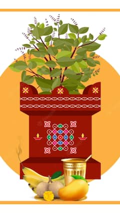 ਇਸ ਦਿਨ ਭੁੱਲ ਕੇ ਵੀ ਨਹੀਂ ਤੋੜਨੇ ਚਾਹੀਦੇ ਤੁਲਸੀ ਦੇ ਪੱਤੇ, ਘਰ ਚੋਂ ਚਲੀ ਜਾਵੇਗੀ ਬਰਕਤ