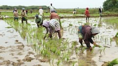 விவசாயத் தொழிலாளர்கள் ஹேப்பி அண்ணாச்சி... தொடர்ந்து கிடைக்கும் விவசாயப்பணிகள்