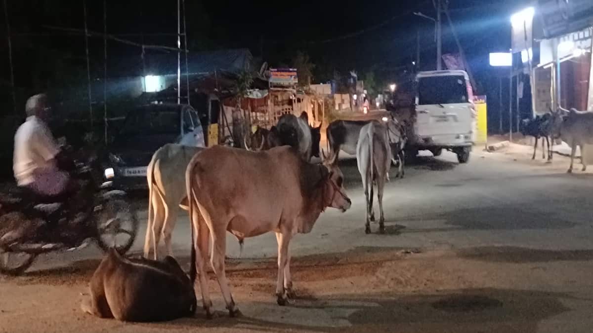 சாலையை மறித்து மறியல் மாநாடு... கால்நடைகளால் கதறும் வாகன ஓட்டுனர்கள்