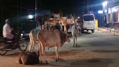 சாலையை மறித்து மறியல் மாநாடு... கால்நடைகளால் கதறும் வாகன ஓட்டுனர்கள்