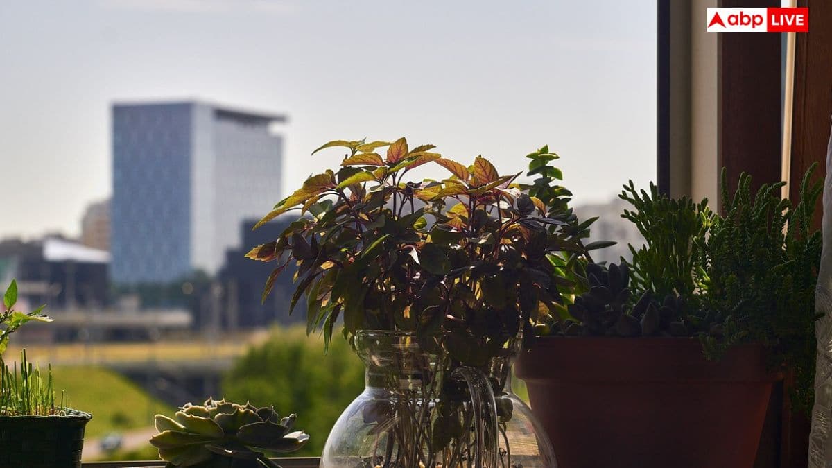 सर्दियों में घर के अंदर लगाने लायक पांच फलदार पौधे, जानें कौन-कौन से पौधे लगा सकते हैं?