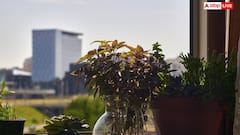 सर्दियों में घर के अंदर लगाने लायक पांच फलदार पौधे, जानें कौन-कौन से पौधे लगा सकते हैं?