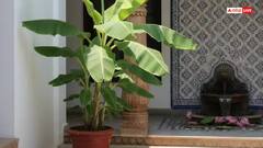 Vastu Tips: ઘરમાં કેળાનો છોડ કઈ દિશામાં લગાવવો શુભ છે? જાણો વાસ્તુ શાસ્ત્ર શું કહે છે