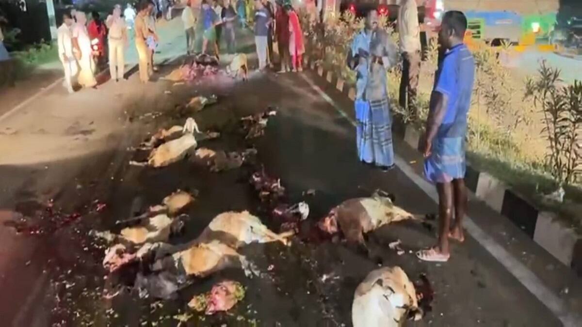 டிப்பர் லாரி மோதி 20 செம்மறியாடுகள் பலி... பொதுமக்கள் சாலைமறியல் செய்ததால் பரபரப்பு